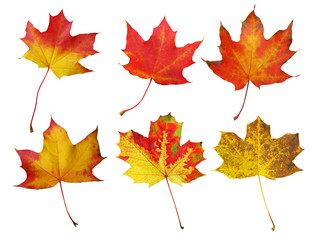 Set of autumn maple leaves isolated on white background with clipping path.