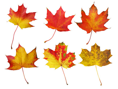 Set of autumn maple leaves isolated on white background with clipping path.