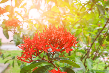 blur Ixora, spike flower red with  in nature with light sunset  ( Common Name Ixora coccinea, Rubiaceae)