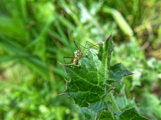 mosquito