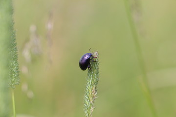  insect