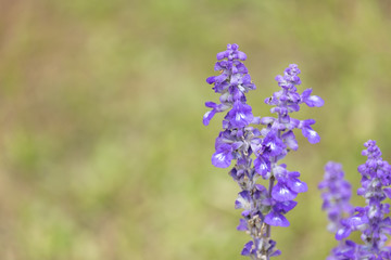 Obraz premium Close-up of Blue Salvia (Blue sage, salvia farina-Cea) flowers blooming in the garden, ornamental plants spring.