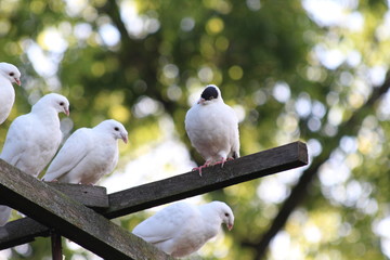 Beautiful doves