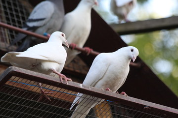 Beautiful doves