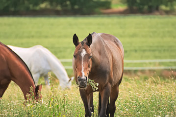 Obraz premium Horses feeding on a field in summer
