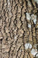 Close up of tree bark with moss and lichen texture.The structure of forest tree bark.
