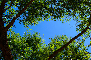 bottom view of trees