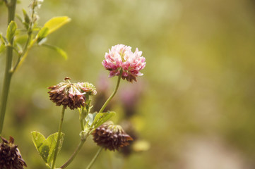 clover