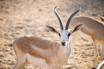 Sand Gazelle