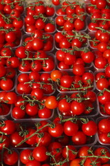 Frische Aromatomaten