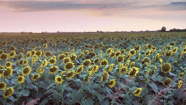stunning cloudy sky on fields of sunflowers at sunset, ungraded shot