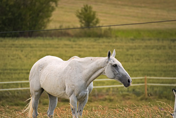 Obraz na płótnie Canvas Horses feeding on a field in summer