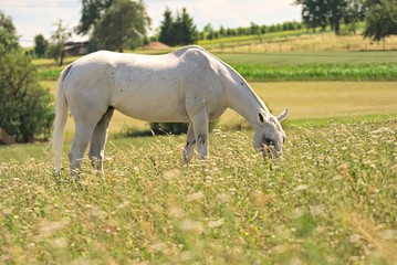 Obraz na płótnie Canvas Horses feeding free on a field in summer