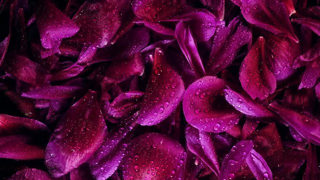 4K closeup rotation of beautiful purple petals of peony flower covering by water drops with rising light. Top view.
