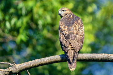 Hawk falcon perching, looking at camera; dedicated focus