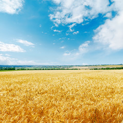 golden agriculture field and blue sky with clouds over it