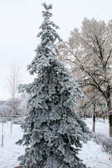 Spruce tree in the winter park