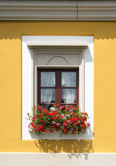 Window with red flowers close-up