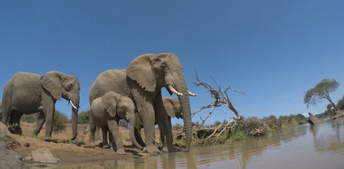 Fototapeta na wymiar African Elephants drinking at river
