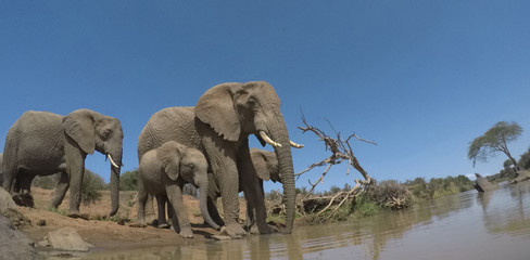 Fototapeta premium African Elephants drinking at river