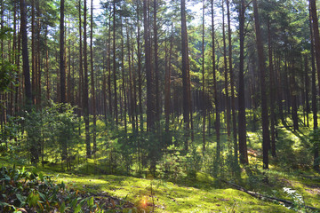 Pine forest