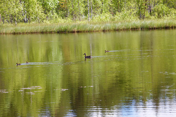 Maman canard et ses canetons  se baignent paisiblement dans un lac