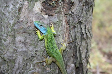 Naklejka na ściany i meble Lizard on the bark of a tree