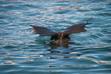 Pinnipeds the hind legs above the water while swimming