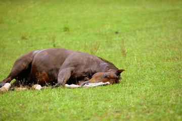 just a short rest after the work, wet chestnut horse lying in the gras
