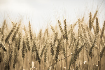 Obraz premium Wheat field