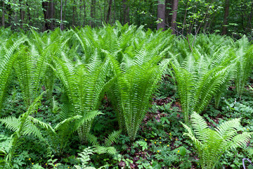 Fern grows thick in the wet spring forest