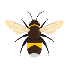 Honey Bee Icon