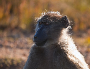  Adult female baboon looks away.