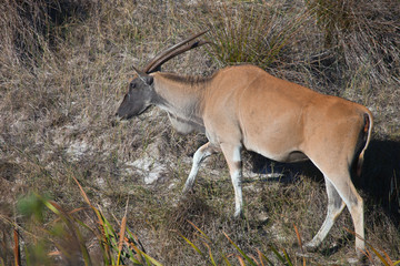  Eland grazing in the Bush of South Africa