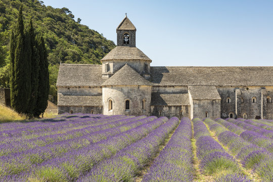 Lavender crop in front of Senanque Abbey, Gordes, Vaucluse, Provence-Alpes-Cote d'Azur, France