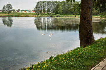 Obraz premium Swans swim in a rural pond against the backdrop of village houses.