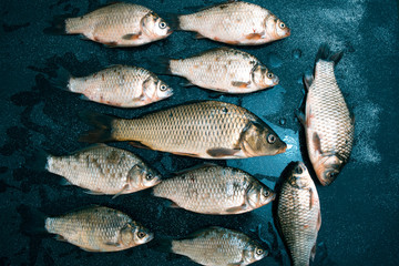 Fresh fish on a black matte background.