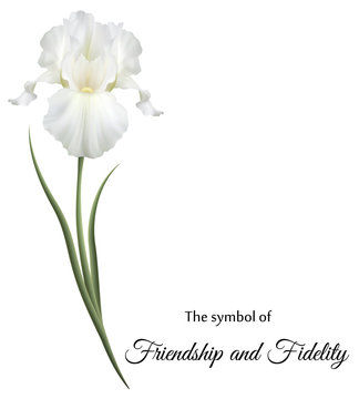 Изысканные цветы, белые ирисы. Символ дружбы и верности.