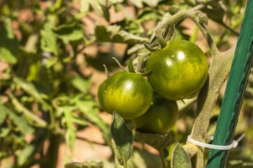 Black unripe tomatoes. Growing vegetables. New variety of tomatoes. Indigo Rose.