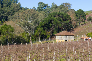 Fototapeta na wymiar Vineyards and farms in winter, Vale dos Vinhedos valley