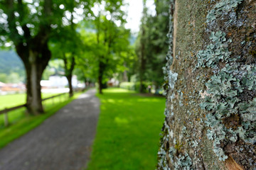 Baumstamm mit Flechten am Wanderweg im Allgäu