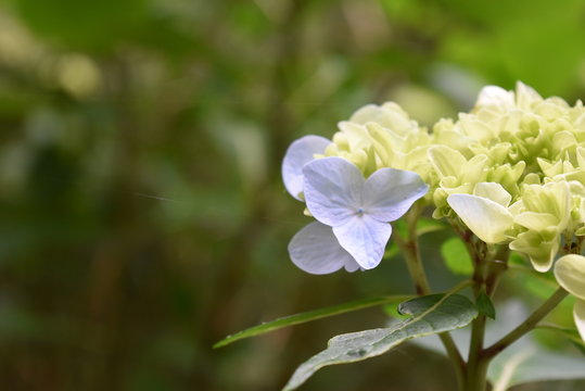 Fototapeta 紫陽花