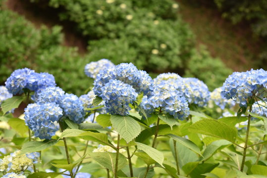 Fototapeta 紫陽花