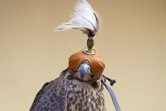 Falke - Haube - Falkner - J&auml;ger - Dubai