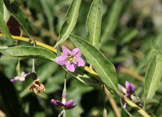 twig of goji bush with pink flowers