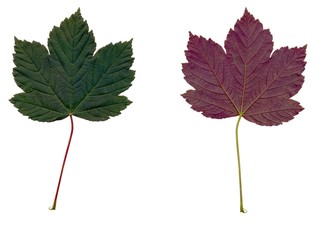 leaf of sycamore tree green surface and purple at bottom