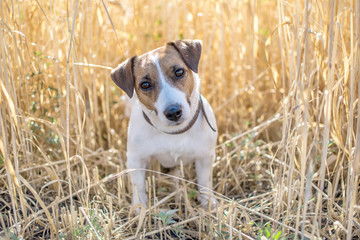 Dog Jack Russell Terrier standing in the Rye Field at sunny day. A dog looking to camera