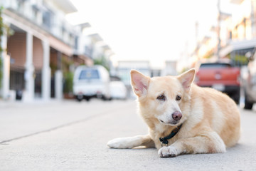 Lovely dog on the road