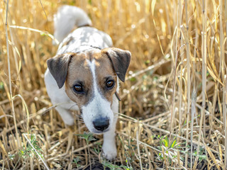 Dog Jack Russell Terrier walking through the Rye Field at sunny day.