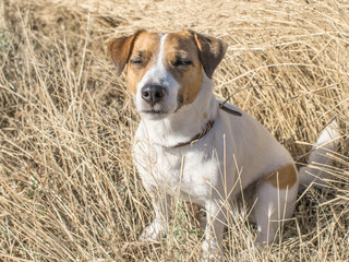 Dog Jack Russell Terrier sitting in the Rye Field at sunny day. A Dog with closed eyes